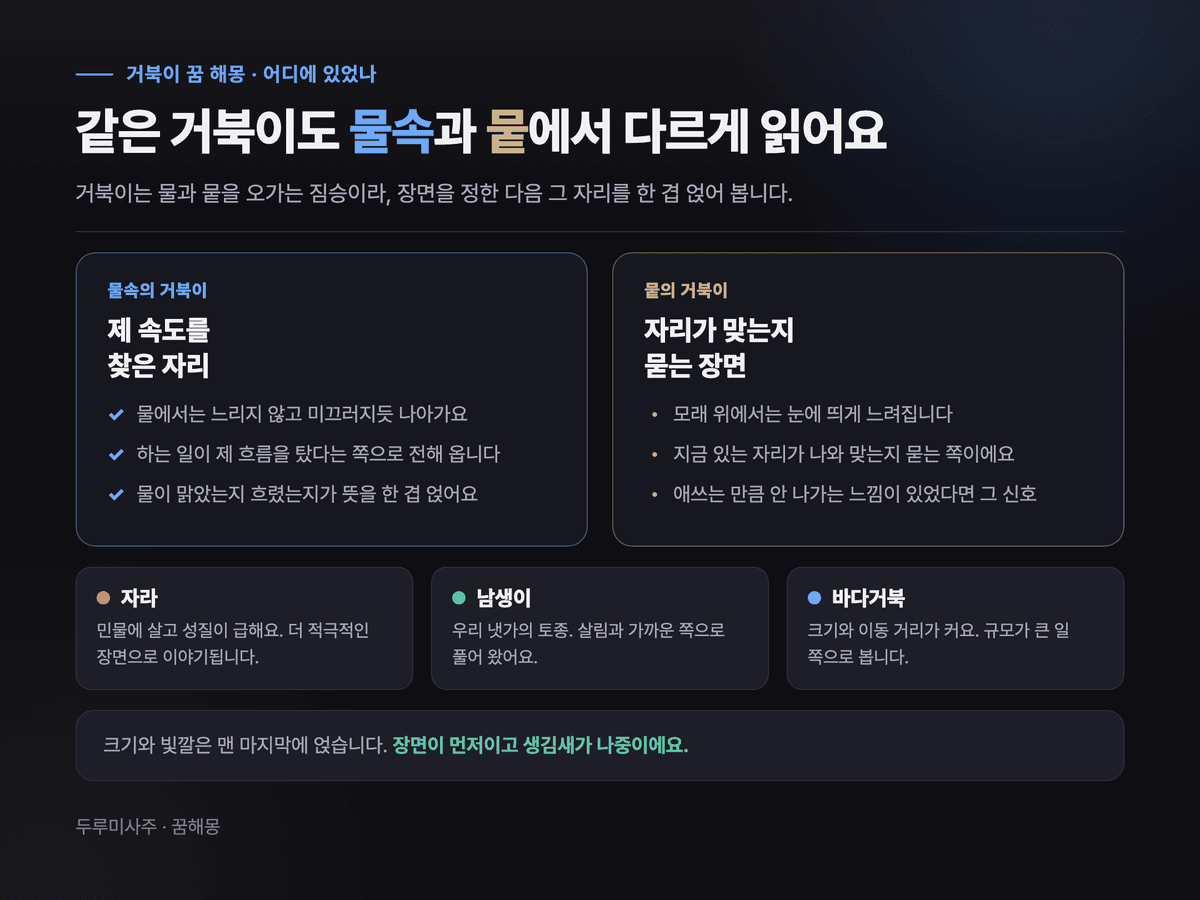 물속의 거북이와 뭍의 거북이를 두 열로 나누고 자라·남생이·바다거북의 풀이 차이를 정리한 대비 카드